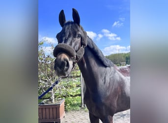 Westfaliano, Caballo castrado, 6 años, 180 cm, Morcillo