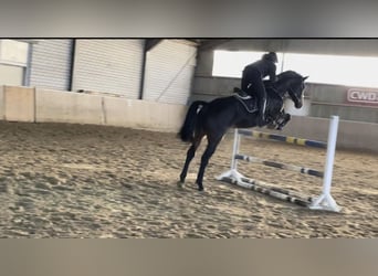 Westfaliano, Caballo castrado, 6 años, 182 cm, Morcillo