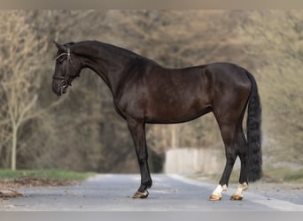 Westfaliano, Caballo castrado, 6 años, 182 cm, Negro