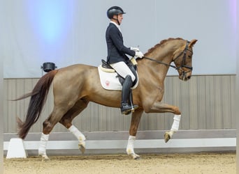 Westfaliano, Caballo castrado, 6 años, Alazán