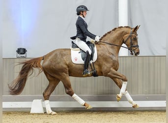 Westfaliano, Caballo castrado, 6 años, Alazán-tostado