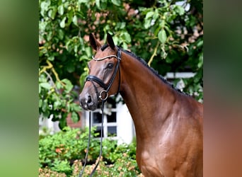 Westfaliano, Caballo castrado, 6 años, Castaño