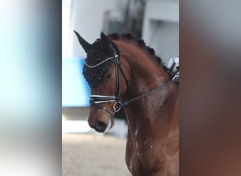 Westfaliano, Caballo castrado, 6 años, Castaño