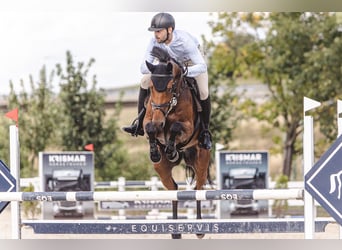 Westfaliano, Caballo castrado, 6 años, Castaño rojizo