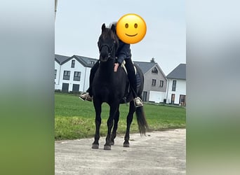 Westfaliano Mestizo, Caballo castrado, 7 años, 155 cm, Negro