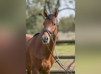 Westfaliano, Caballo castrado, 7 años, 162 cm, Castaño