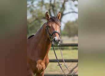 Westfaliano, Caballo castrado, 7 años, 162 cm, Castaño