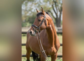 Westfaliano, Caballo castrado, 7 años, 162 cm, Castaño