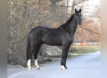 Westfaliano, Caballo castrado, 7 años, 162 cm, Negro