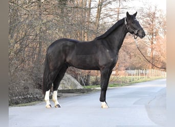 Westfaliano, Caballo castrado, 7 años, 162 cm, Negro