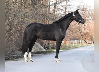 Westfaliano, Caballo castrado, 7 años, 162 cm, Negro