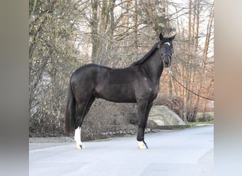 Westfaliano, Caballo castrado, 7 años, 162 cm, Negro