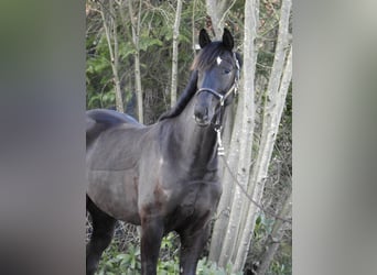 Westfaliano, Caballo castrado, 7 años, 162 cm, Negro