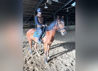 Westfaliano, Caballo castrado, 7 años, 163 cm, Castaño