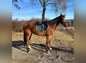 Westfaliano, Caballo castrado, 7 años, 163 cm, Castaño