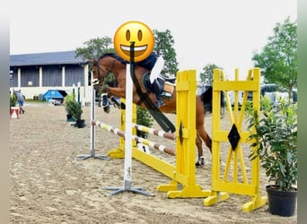 Westfaliano, Caballo castrado, 7 años, 163 cm, Castaño