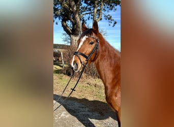 Westfaliano, Caballo castrado, 7 años, 163 cm, Castaño