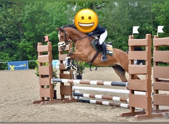 Westfaliano, Caballo castrado, 7 años, 163 cm, Castaño