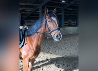 Westfaliano, Caballo castrado, 7 años, 163 cm, Castaño