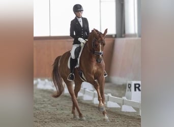 Westfaliano, Caballo castrado, 7 años, 165 cm, Alazán