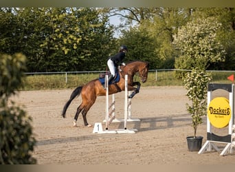 Westfaliano, Caballo castrado, 7 años, 166 cm, Castaño