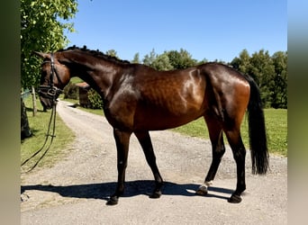 Westfaliano, Caballo castrado, 7 años, 166 cm, Castaño oscuro