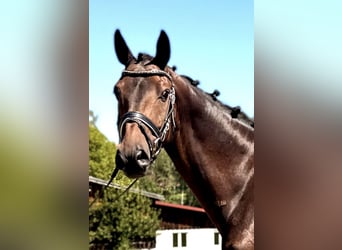 Westfaliano, Caballo castrado, 7 años, 166 cm, Castaño oscuro