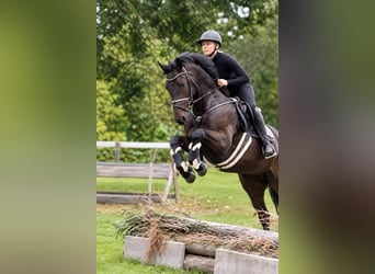 Westfaliano, Caballo castrado, 7 años, 166 cm, Castaño oscuro