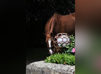 Westfaliano, Caballo castrado, 7 años, 167 cm, Alazán