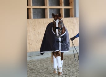 Westfaliano, Caballo castrado, 7 años, 167 cm, Alazán
