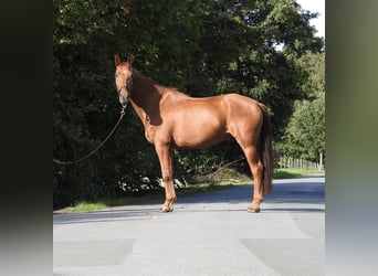Westfaliano, Caballo castrado, 7 años, 167 cm, Alazán