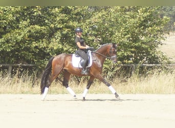 Westfaliano, Caballo castrado, 7 años, 167 cm, Castaño