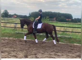 Westfaliano, Caballo castrado, 7 años, 168 cm, Alazán-tostado