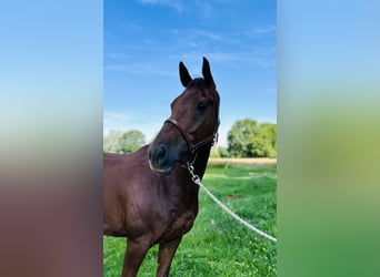 Westfaliano, Caballo castrado, 7 años, 168 cm, Alazán-tostado