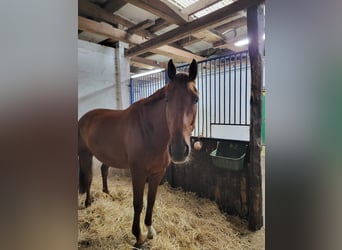 Westfaliano, Caballo castrado, 7 años, 168 cm, Alazán-tostado