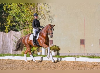 Westfaliano, Caballo castrado, 7 años, 168 cm, Alazán-tostado
