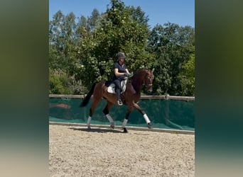 Westfaliano, Caballo castrado, 7 años, 168 cm, Castaño oscuro