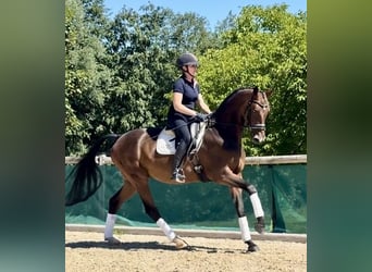 Westfaliano, Caballo castrado, 7 años, 168 cm, Castaño oscuro