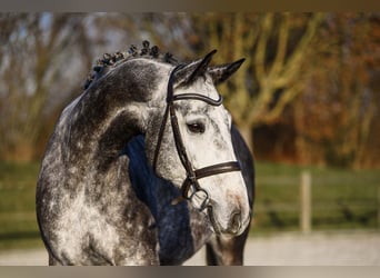 Westfaliano, Caballo castrado, 7 años, 168 cm, Tordo