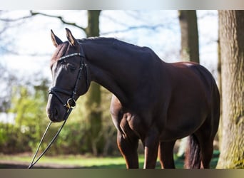 Westfaliano, Caballo castrado, 7 años, 169 cm, Alazán-tostado