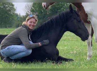 Westfaliano, Caballo castrado, 7 años, 169 cm, Alazán-tostado