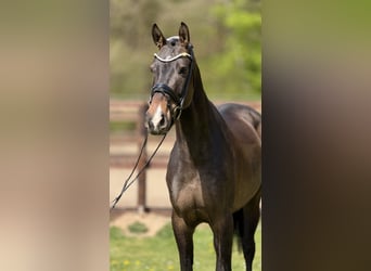 Westfaliano, Caballo castrado, 7 años, 169 cm, Castaño oscuro