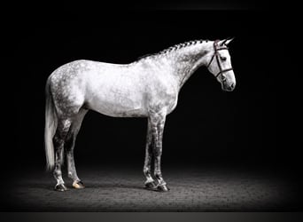 Westfaliano, Caballo castrado, 7 años, 169 cm, Tordo