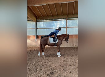 Westfaliano, Caballo castrado, 7 años, 170 cm, Alazán-tostado