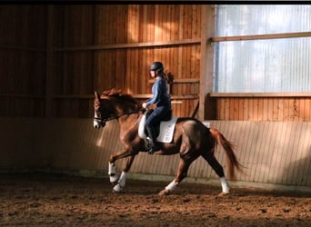 Westfaliano, Caballo castrado, 7 años, 170 cm, Alazán-tostado