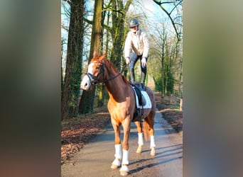 Westfaliano, Caballo castrado, 7 años, 170 cm, Alazán-tostado