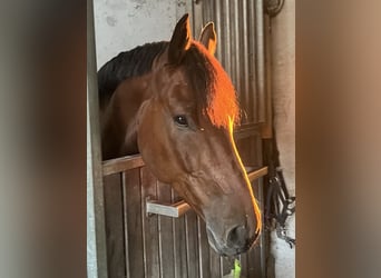 Westfaliano, Caballo castrado, 7 años, 170 cm, Castaño