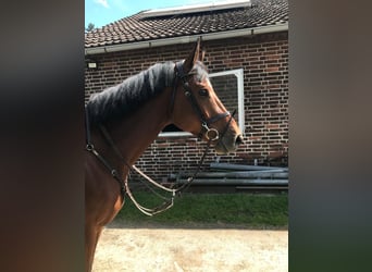 Westfaliano, Caballo castrado, 7 años, 170 cm, Castaño