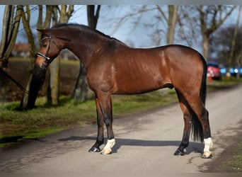 Westfaliano, Caballo castrado, 7 años, 170 cm, Castaño