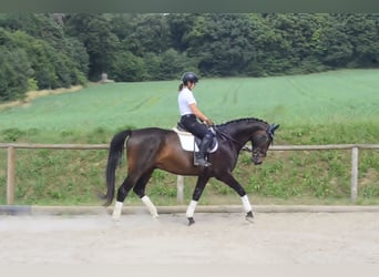 Westfaliano, Caballo castrado, 7 años, 170 cm, Castaño oscuro
